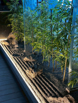 Abstract Garden of Bamboo and Light